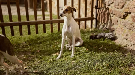 Turnaj Radu nemeckych rytiru-078